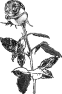 fleur-2