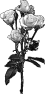 fleur-22