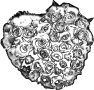 fleur-24
