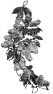 fleur-25