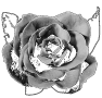 fleur-29
