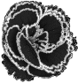 fleur-31