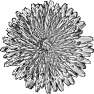 fleur-33