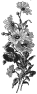 fleur-37