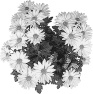 fleur-42