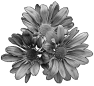 fleur-5