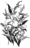 fleur-51