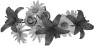 fleur-62