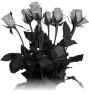 fleur-64