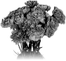 fleur-65