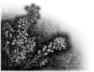 fleur-66