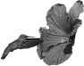 fleur-68