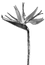 fleur-7