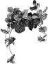 fleur-74