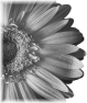 fleur-76