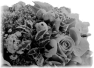 fleur-77