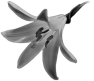 fleur-79