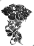 fleur-8