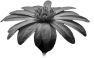 fleur-80