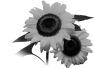 fleur-81
