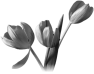 fleur-82