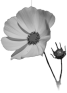 fleur-86