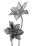 fleur-9