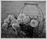 fleur-90