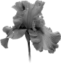 fleur-94
