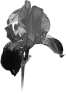 fleur-95