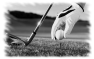 golf-7