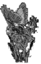 oiseau-1