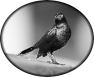 oiseau-10