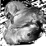oiseau-11