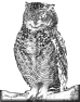 oiseau-12