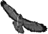 oiseau-13