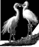 oiseau-15