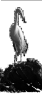oiseau-16