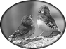 oiseau-17