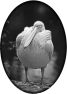 oiseau-18