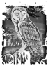oiseau-2