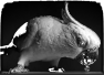 oiseau-20