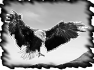 oiseau-22