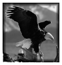 oiseau-26