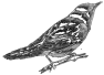 oiseau-28