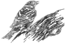 oiseau-29