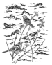 oiseau-3