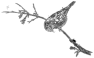 oiseau-30