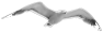 oiseau-33