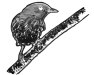 oiseau-34